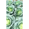 Brassica oleracea vegetable  baby cabbage  seeds